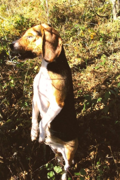 La foto choc del cane impiccato a Vastogirardi