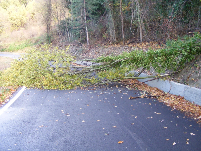 L'albero che ha invaso la carreggiata