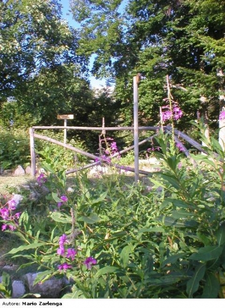 Giardino_Flora_Appenninica_Capracotta.jpeg