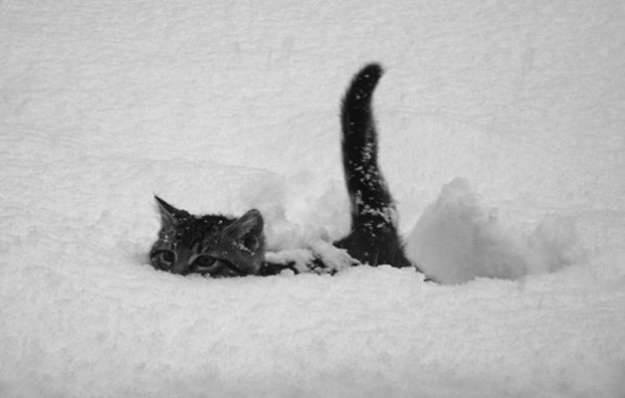 Risultato immagini per gatto delle nevi animale