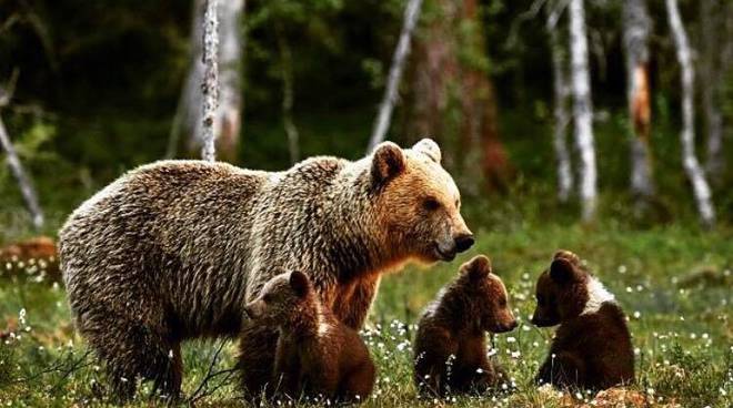 Incontro pubblico a Vastogirardi: Convivere con l'orso bruno marsicano in Alto Molise