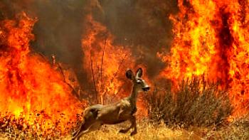 forest-fire-animals.jpg