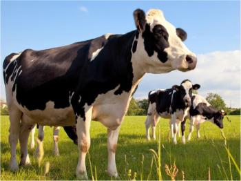 bovini-da-latte-1.jpg